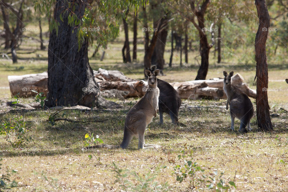 nature forest animal mammals by splicanka