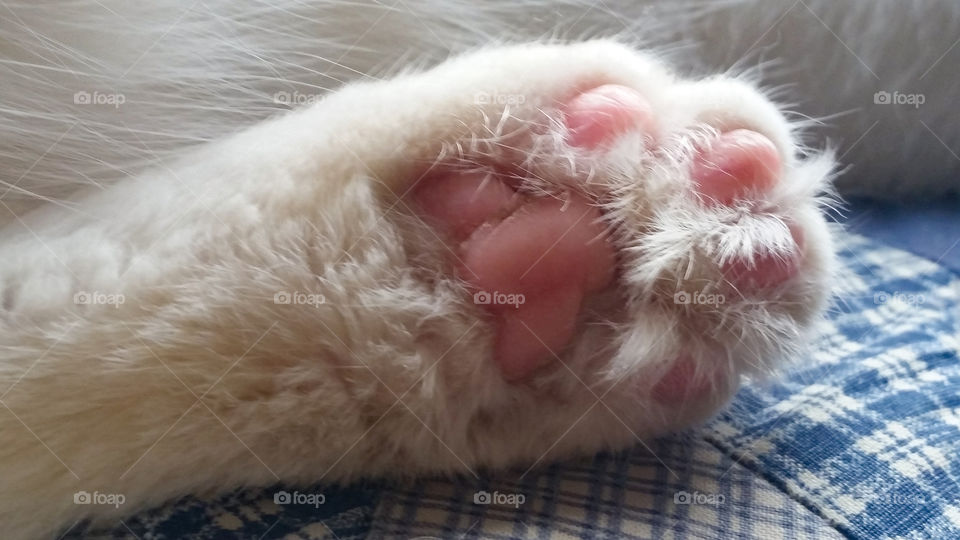 Cat Toes
