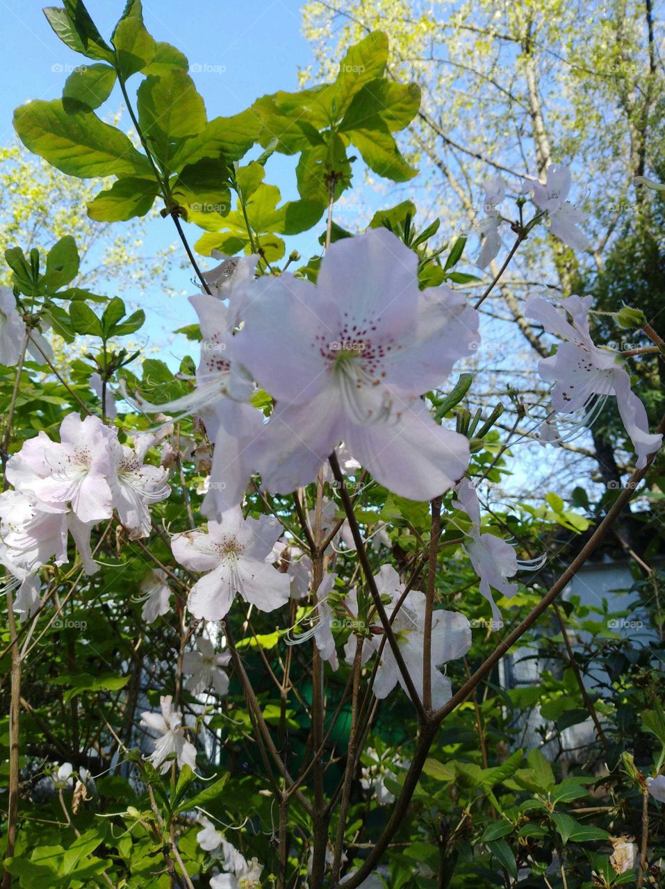 spring is hoping that you can shine your true colours