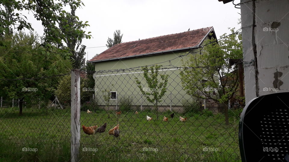 Everyone who are watching this photo, are thinking that I was in some village, but NO, I just went to Futog - part of the my hometown, Novi Sad in Vojvodina. This is the first time I saw chickens in person! Yeah, FIRST TIME in my life :D