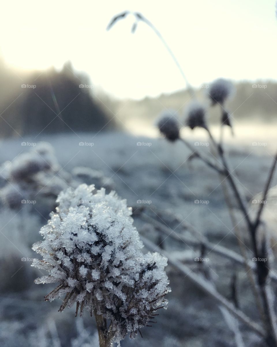 Frozen magic, forest outside of Oslo