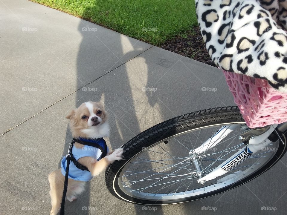 puppy wanting to go for a bike ride