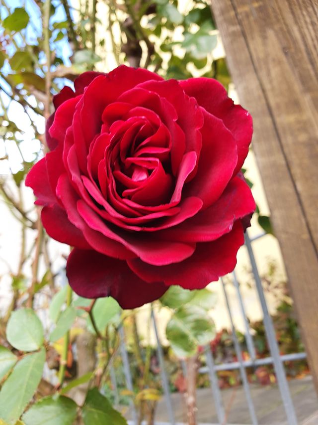 Red rose