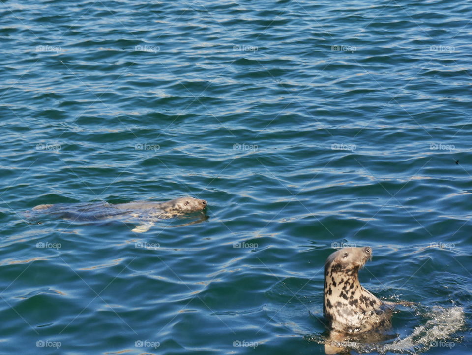 Sea, Sun et Seal