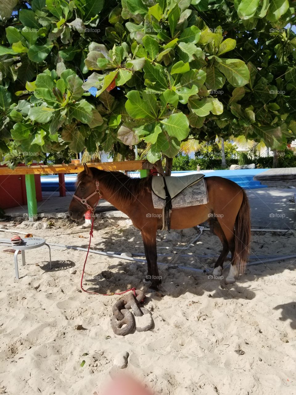 A Pony on the beach in Grand Turk