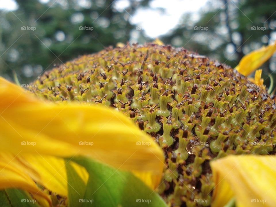 SUNFLOWER CLOSE UP