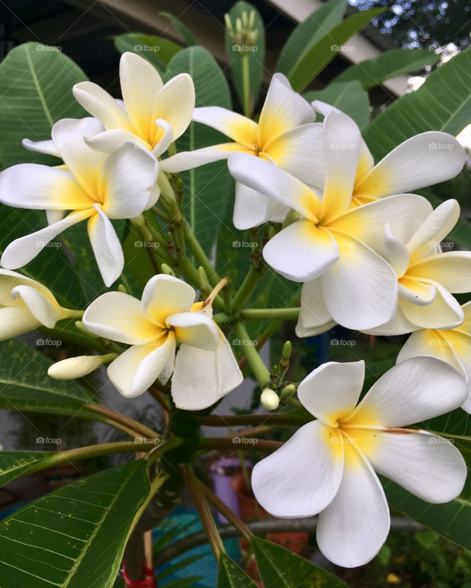 Plumeria 