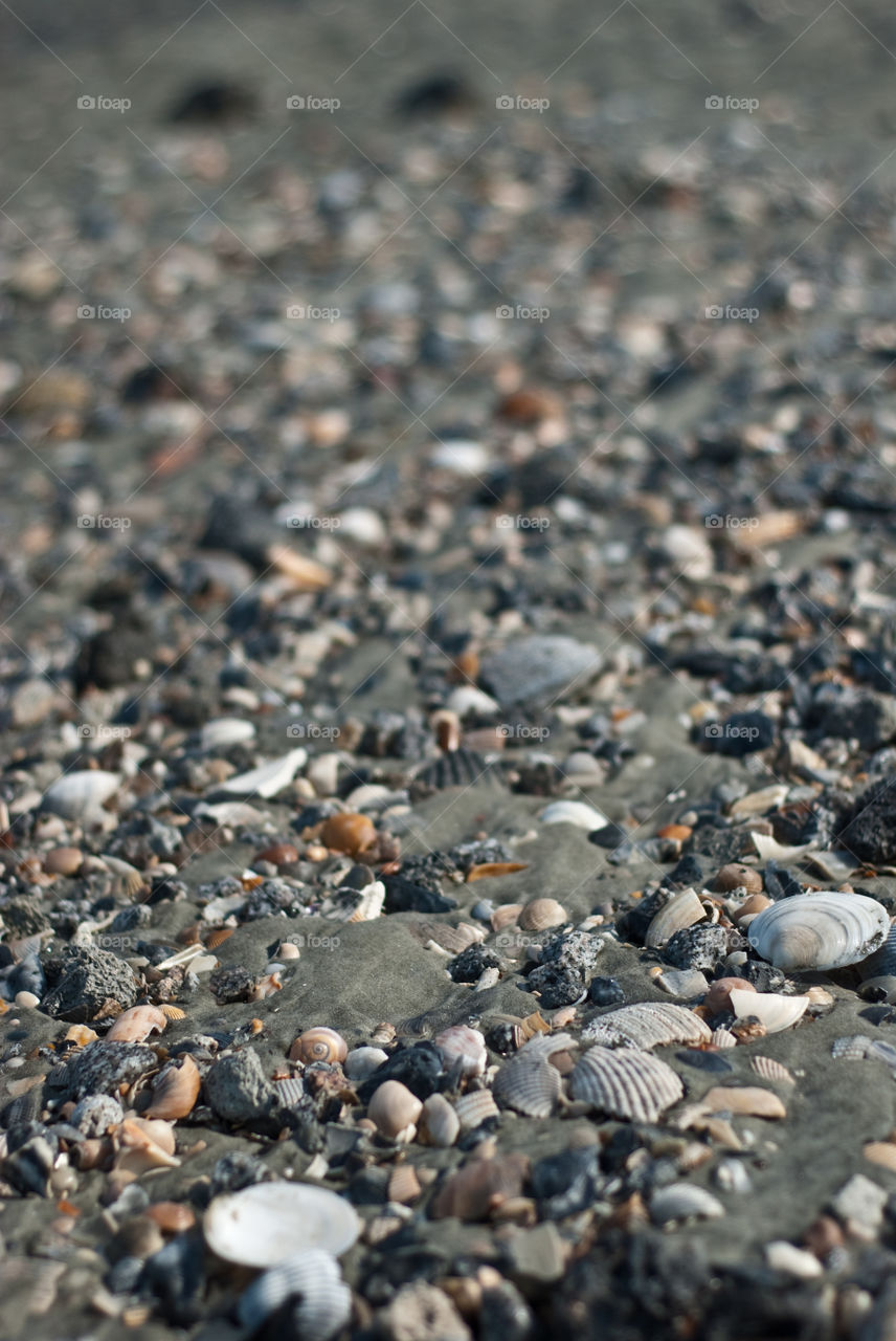 Seashells by the Seashore 