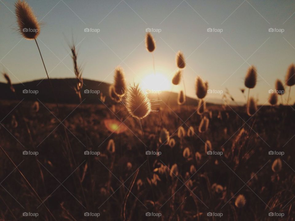 View of field during sunset