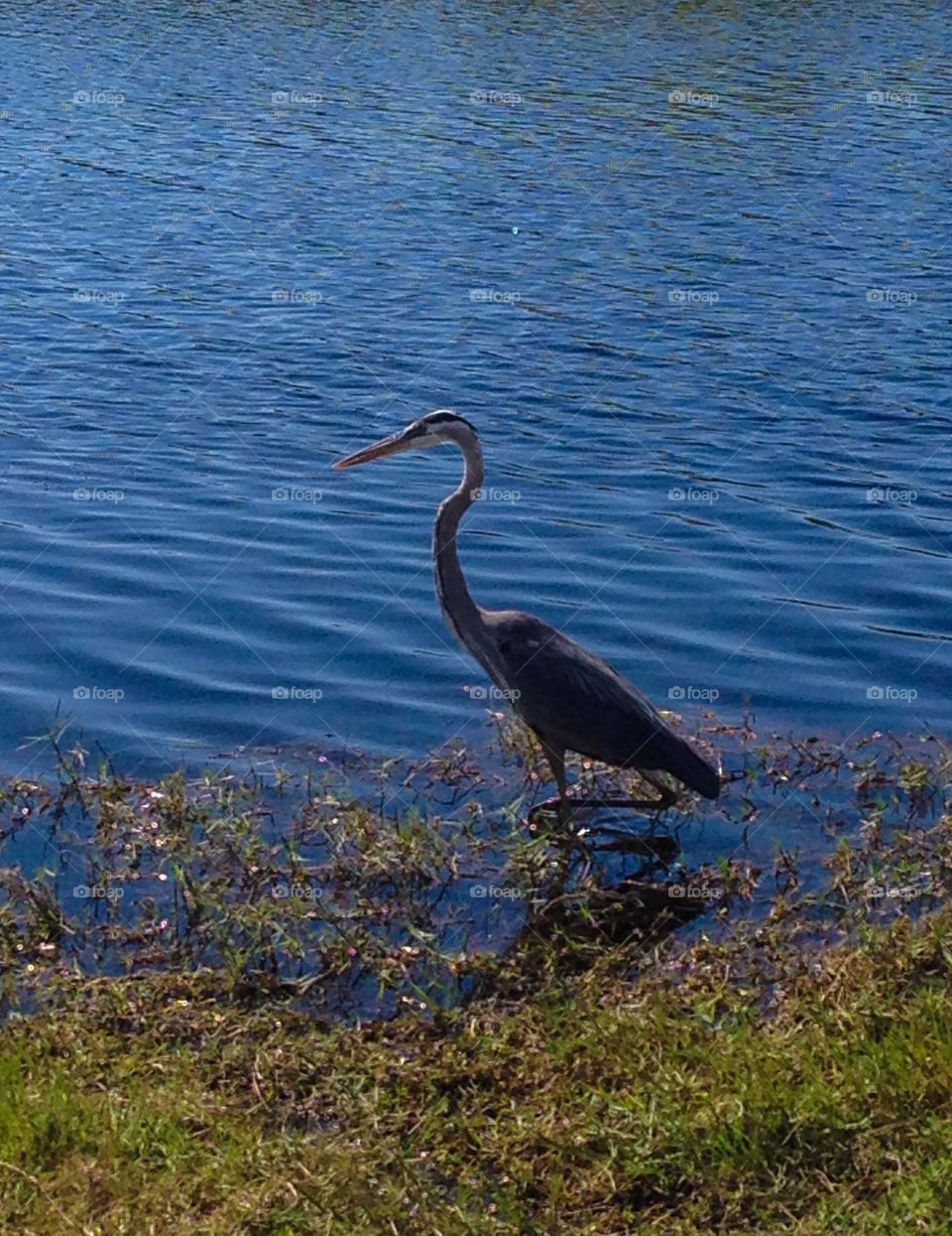 Blue heron 