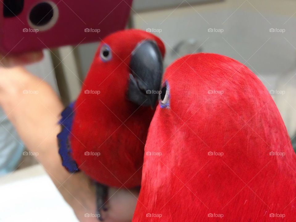 Who’s that pretty girl in mirror? It’s Red Parrot “ Sadie “.