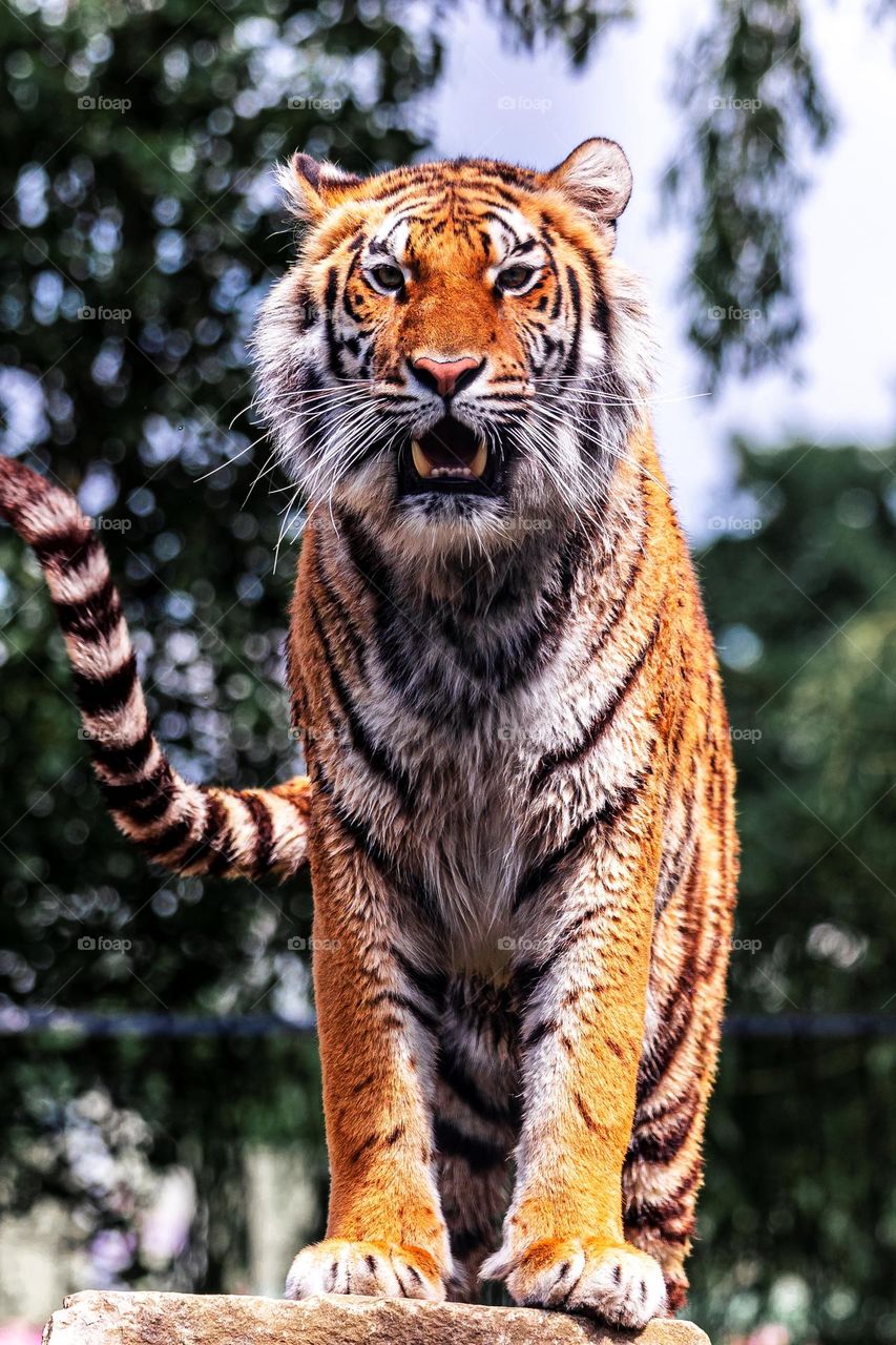 a portrait of a siberian tiger standing proudly on a rock. the predator looks straight into the camera.