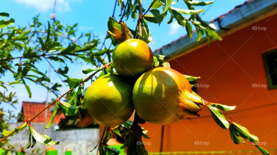 photo of pomegranate