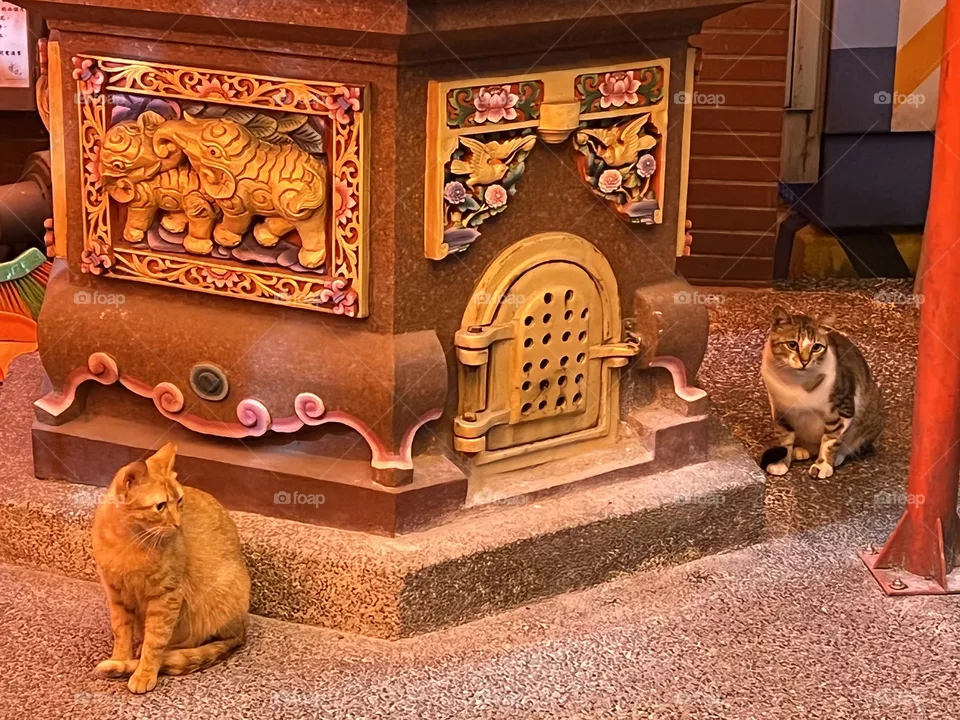 Two cats