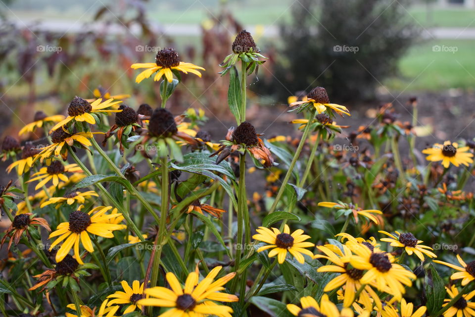black-eyed Susans flower Floral fonner Park Outdoors growth