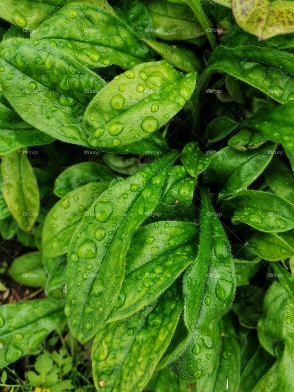 Dew drops on green plant leaves.