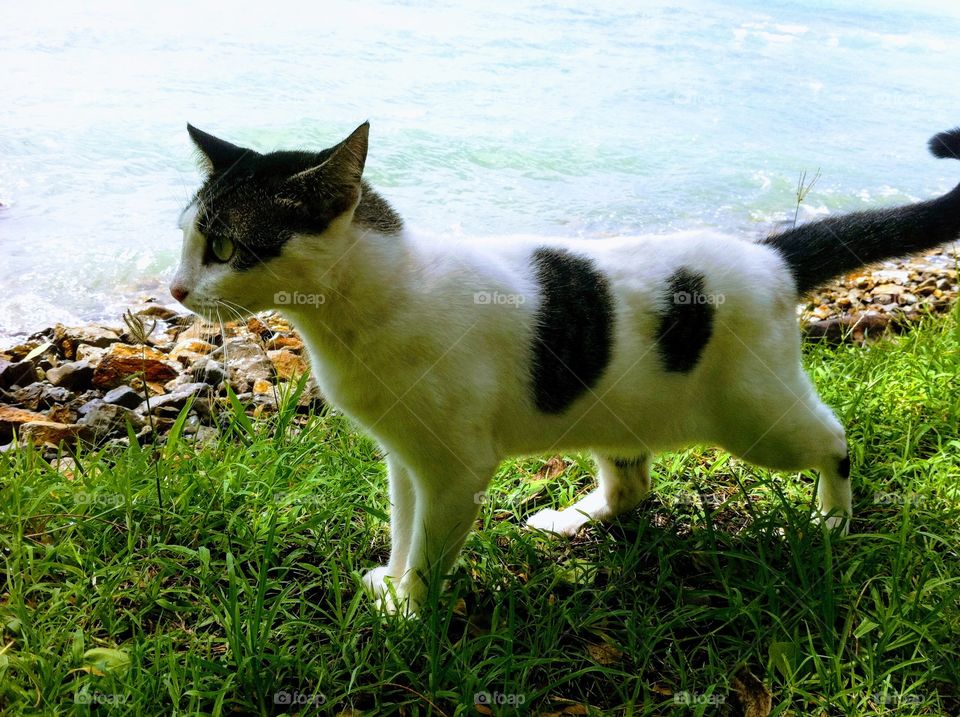 Caribbean cat