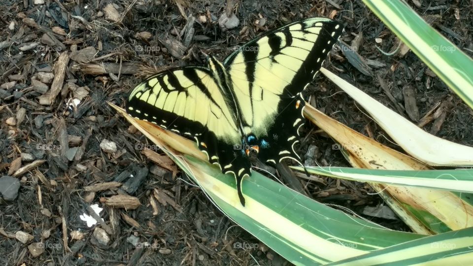 Nature, No Person, Outdoors, Insect, Summer