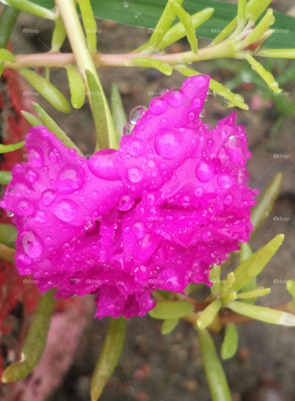 pink rain drop flower
