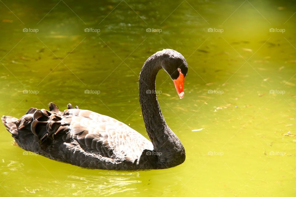 Black swan 