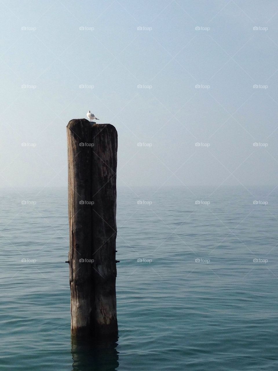 Lonesome bird at Lago di Garda