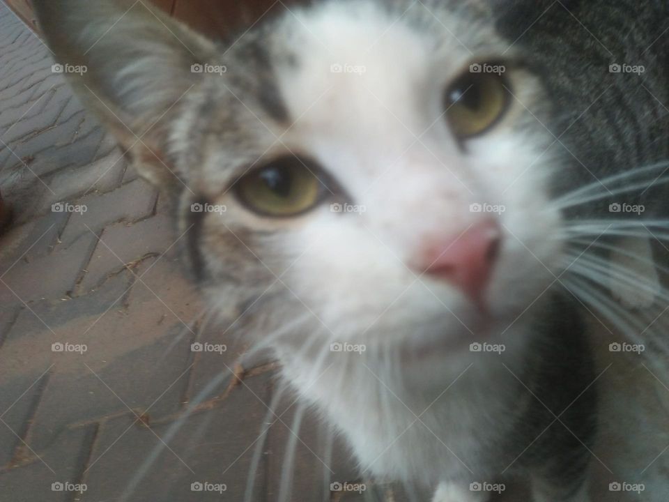 Beautiful cat looking at camera.