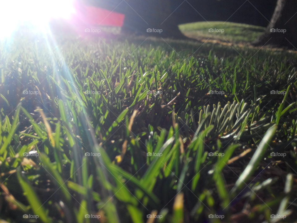 sun on grass. sun beams through grass
