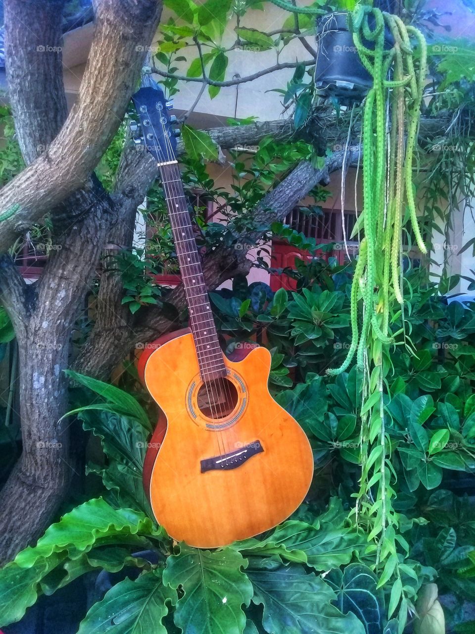 gitar pohon bunga