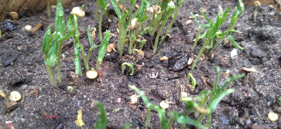 Chili plants are shrubs that have a spicy taste, which is due to the content of capsaicin.