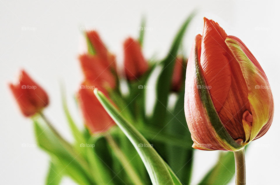 Close-up of tulips