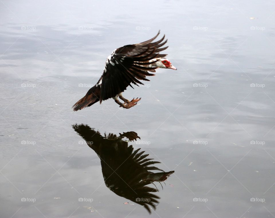 Muscovy duck flying in for a landing