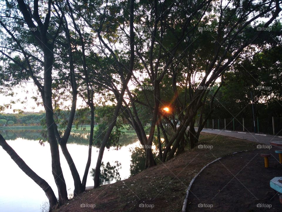 The sun and the branchs