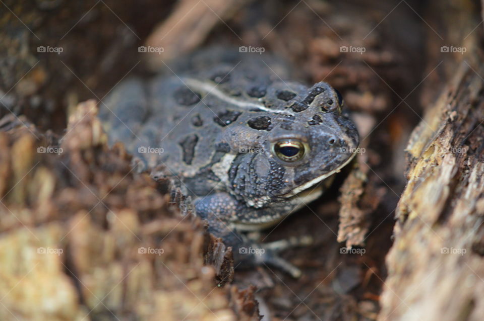 Fowler Toad