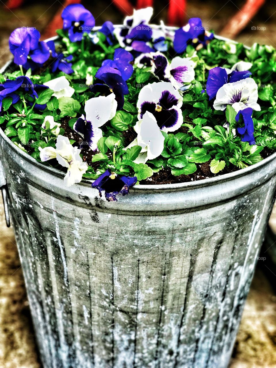 Flowers planted inside vintage garbage can 