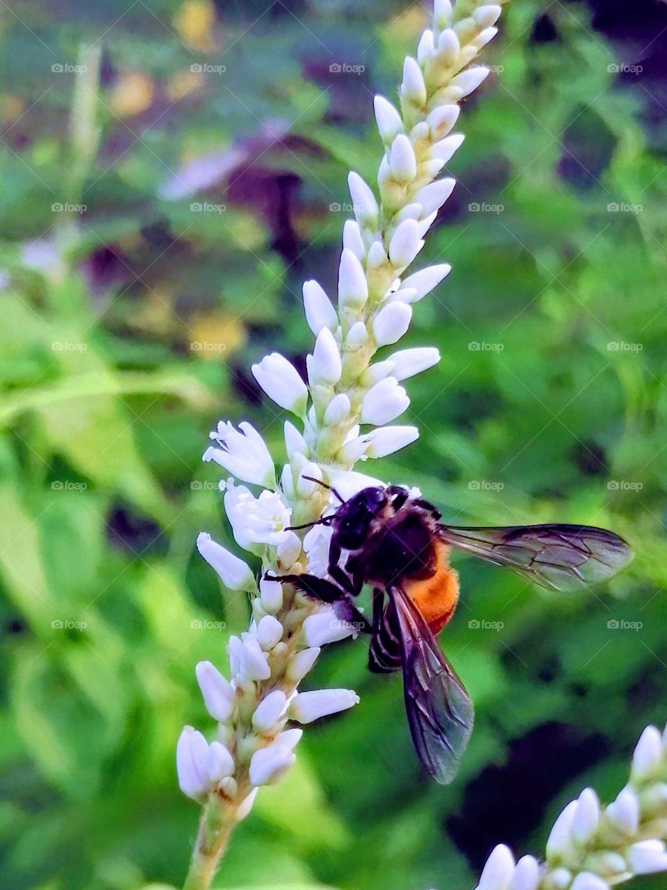 Beautiful Honey Bee