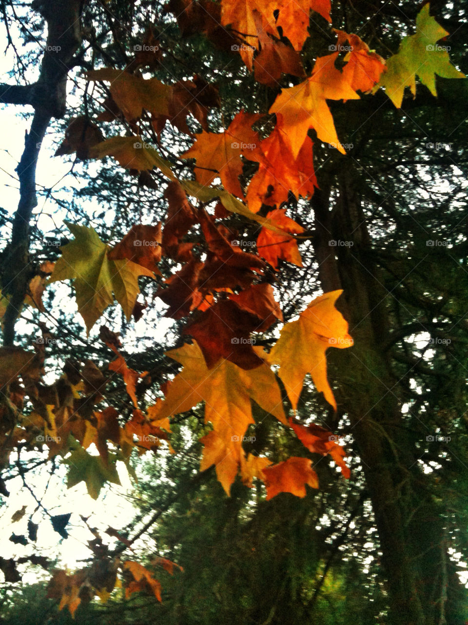 tree leaves leaf fall by analia