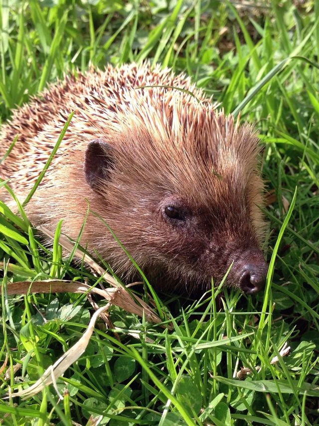 Hedgehog