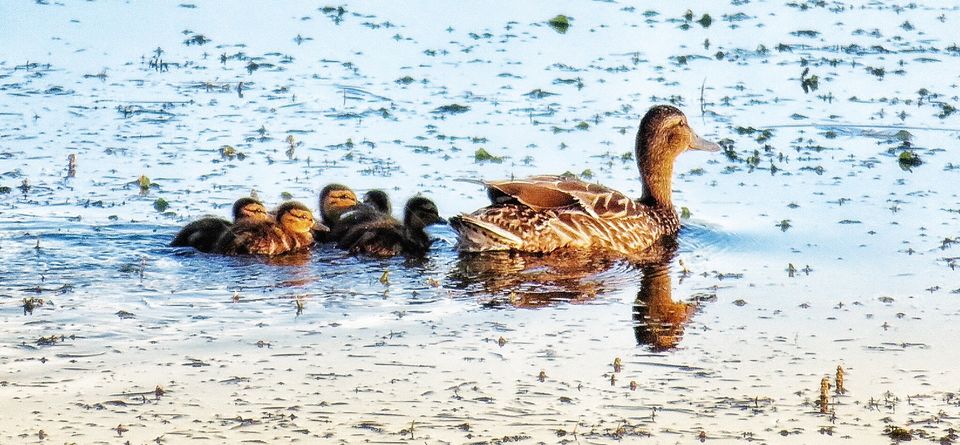 Ducks St Lawrence river 