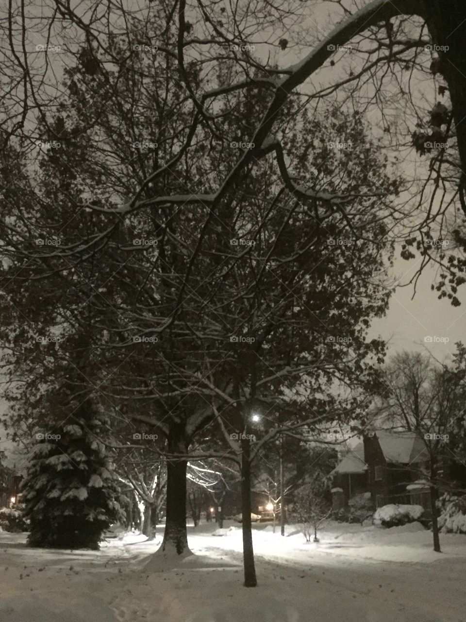 Early morning winter trees