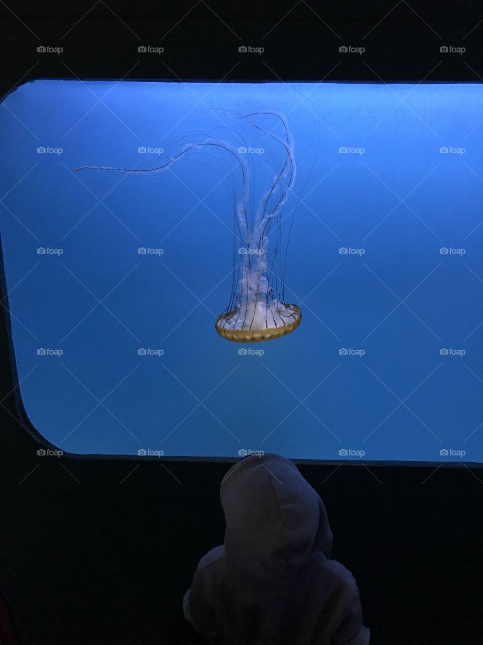 Jellyfish in the aquarium in New Orleans 