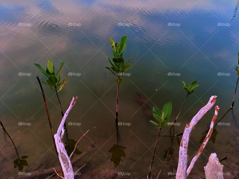 The young mangrove tree in the river. Planting mangrove