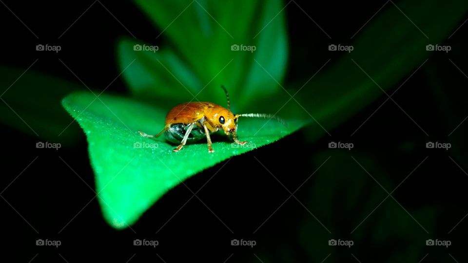 an insect on green leaf