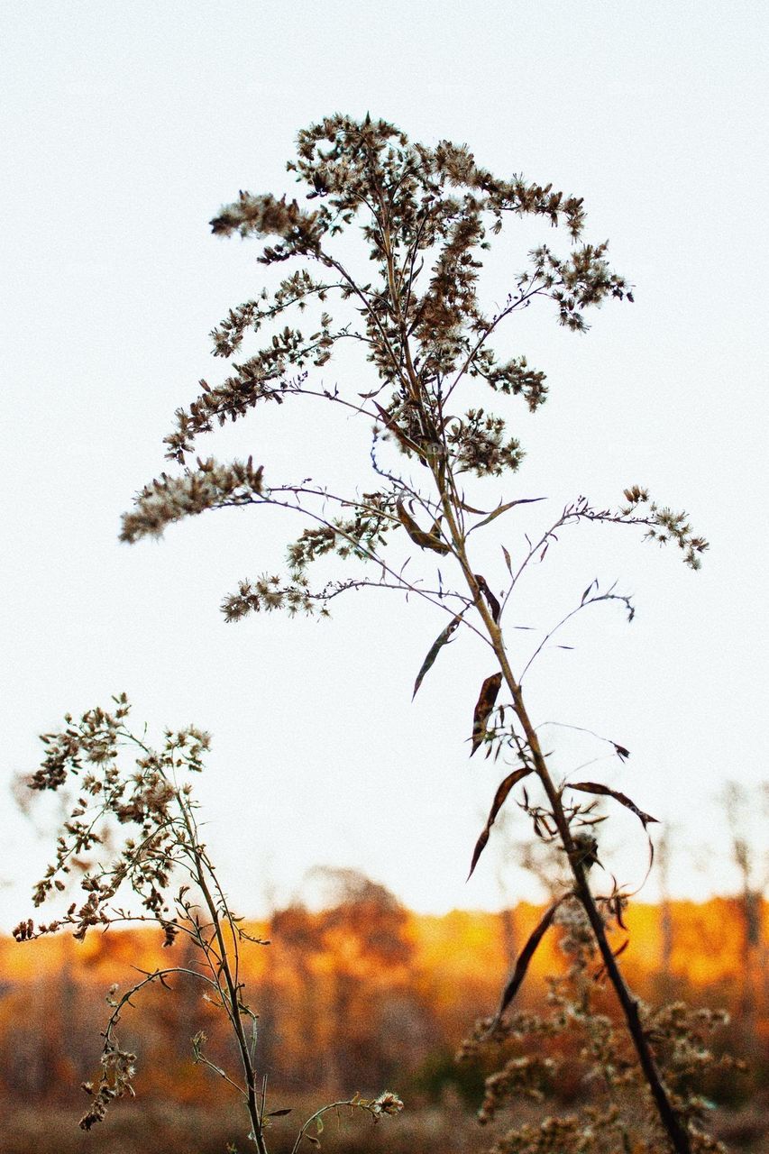Grass Outside In Field At Sunset
