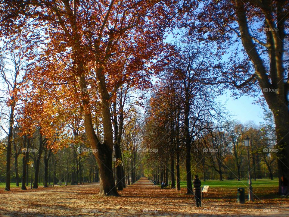 Trees with red leaves in the Parma city Park.