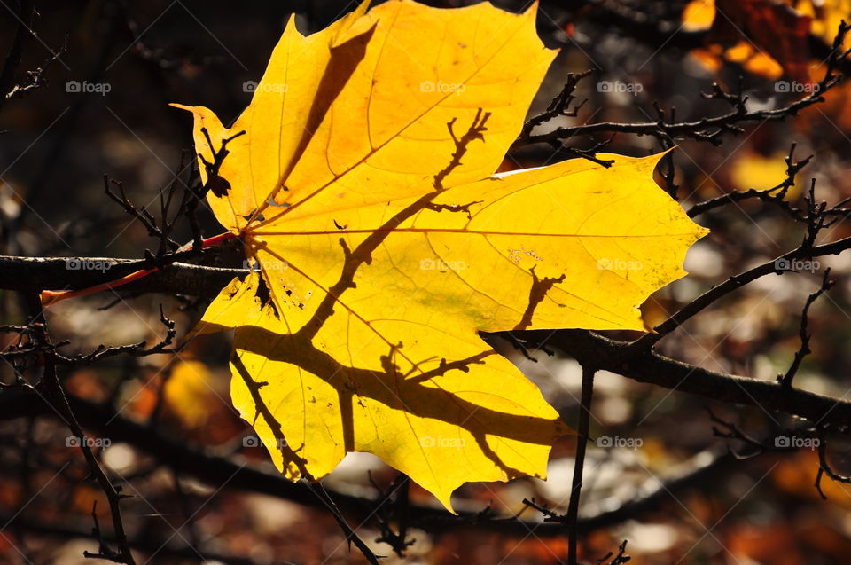 Leaf shadows 