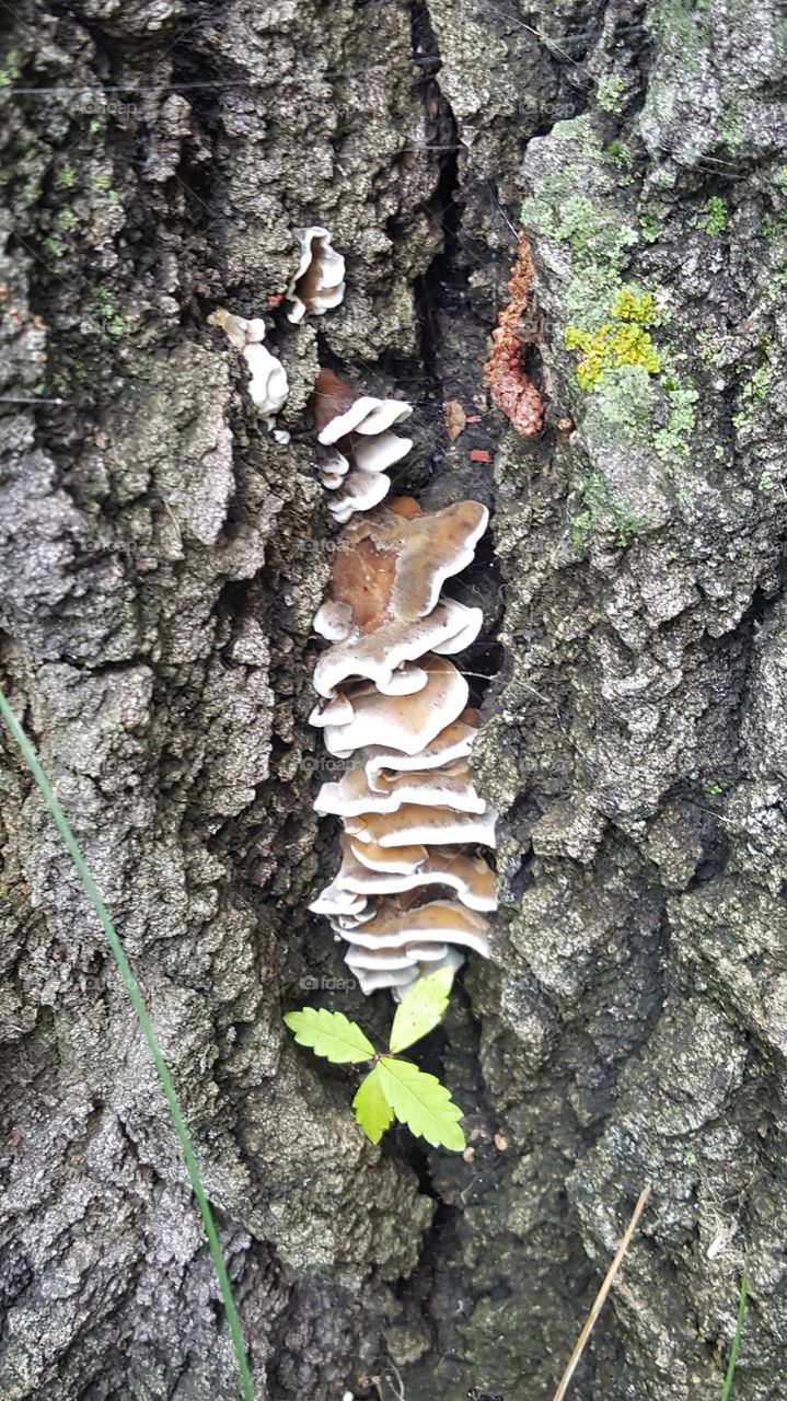 wild mushrooms growing on tree stump in summer