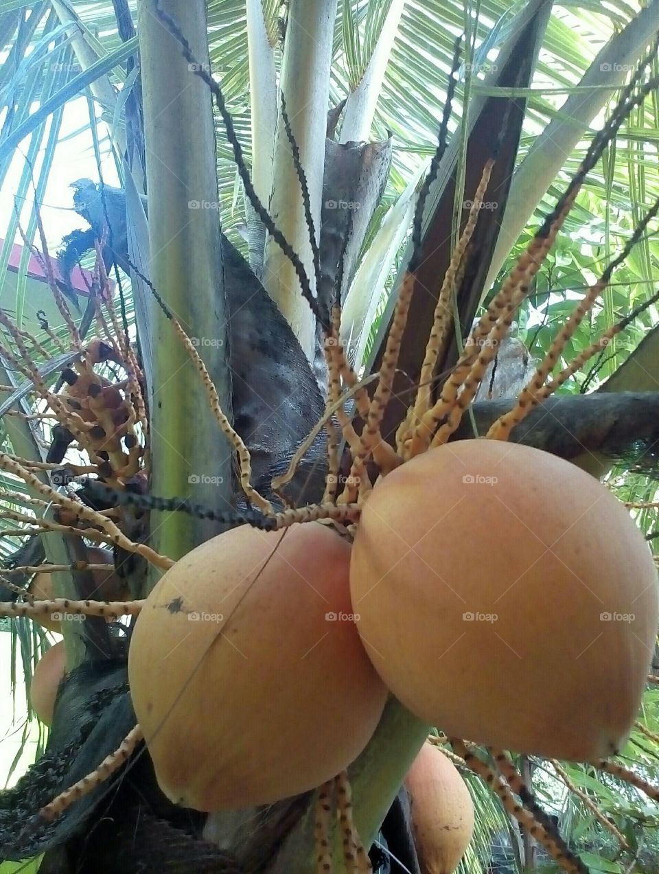 Coconut tree in a sunny day