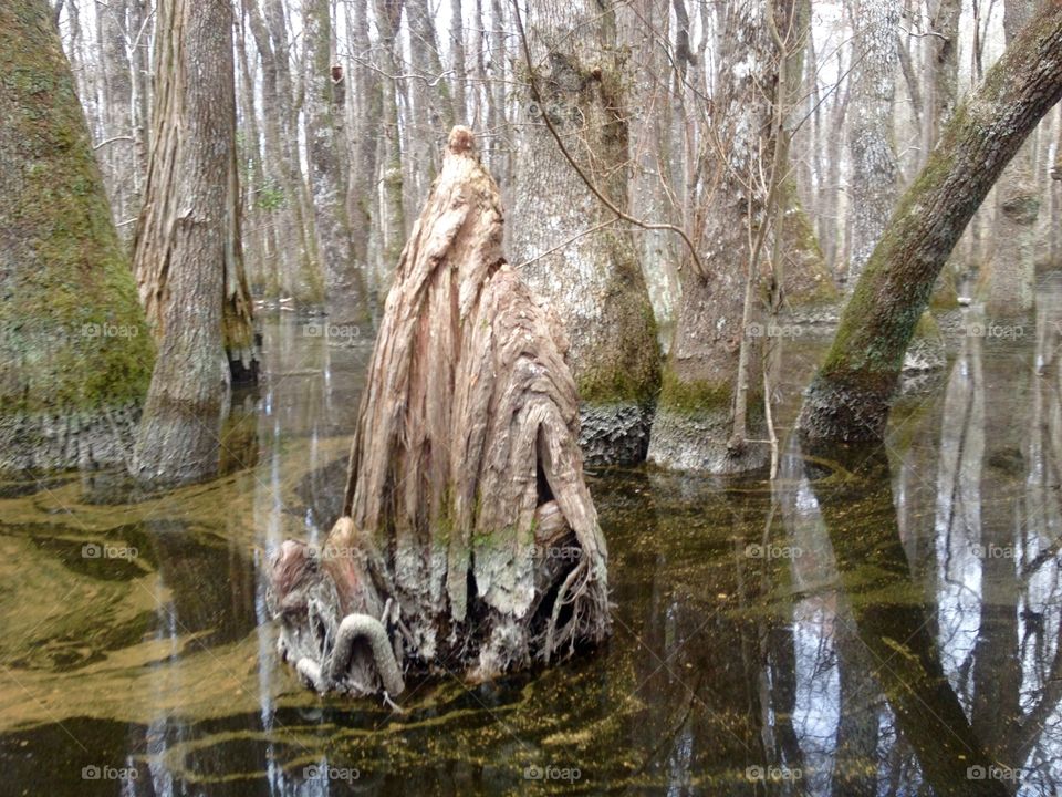 Magnificent cypress knee 