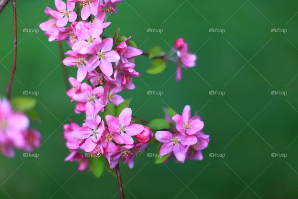 Apple blossoms in springtime.