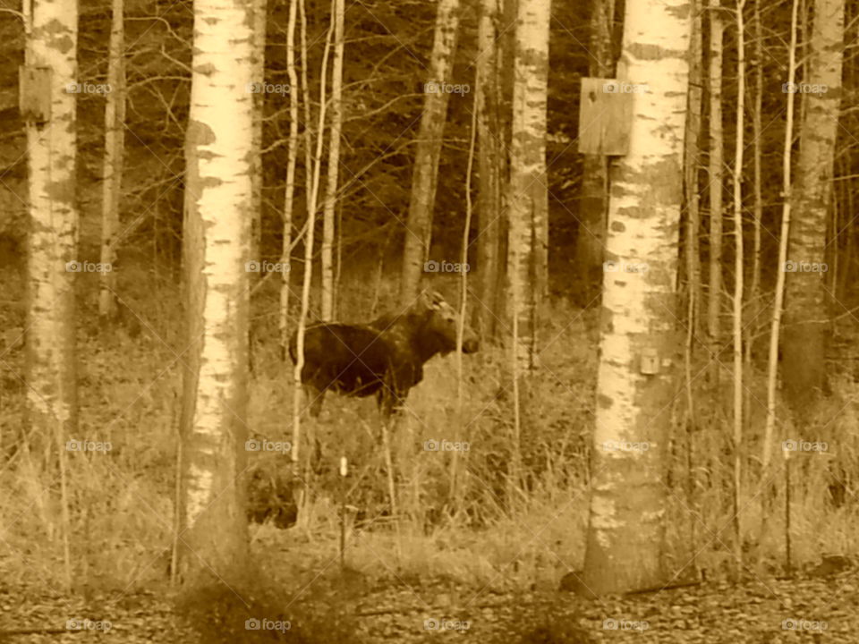 Moose in the Aspen Trees